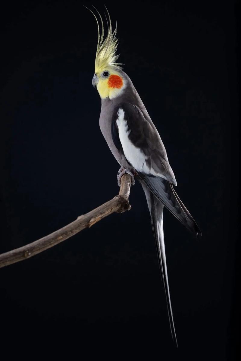 xuanfeng.jpg xuanfeng.jpg